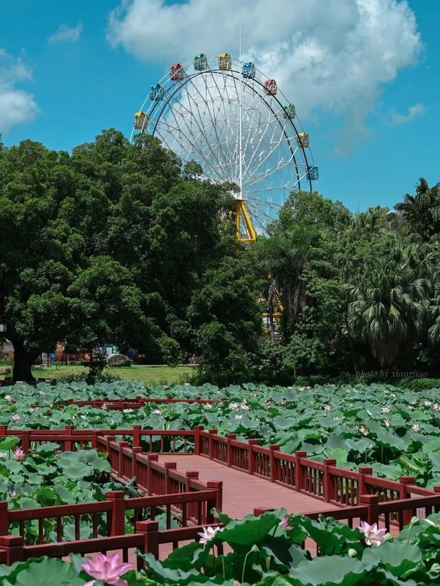 夏日人氣之選！漳州六月賞荷地圖上線！