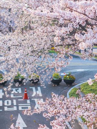 Escape the Crowds: 10 Unique Ways to Experience Seoul Like a Local!