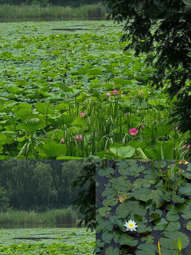 虎丘濕地公園睡蓮實況🪷美到失語！！！