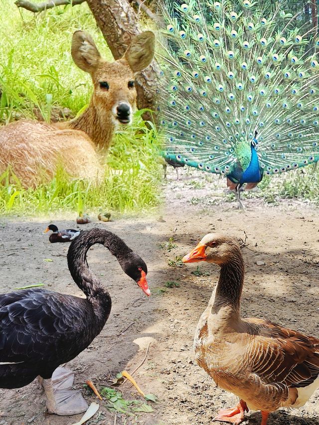 上海人把口真係密實，竟然仲隱藏咗個小鹿寶藏公園