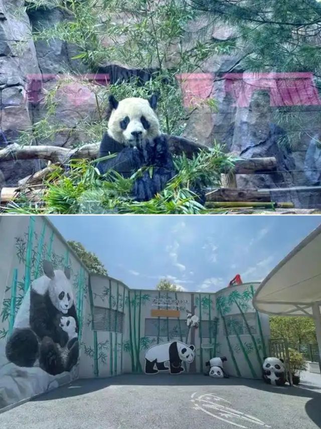 溫州遛娃寶藏地！同國寶貼貼嘅超全攻略來啦～