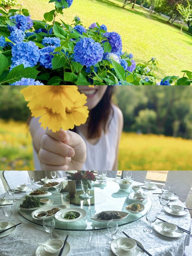 六月揚州｜繡球花海與松林氧吧嘅治癒之旅