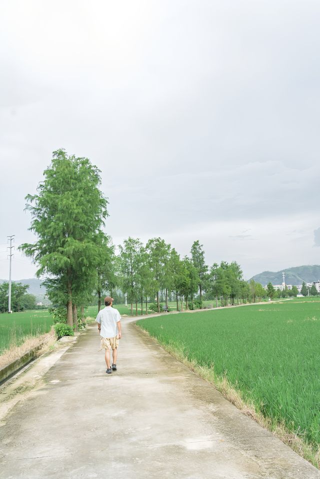 被問到爆嘅溫州小眾地！平陽稻田嘅夏天靚到講唔出嘢