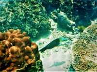 Beneath the Azure: Snorkeling & Marine Life at Koh Tao's Tanote Bay