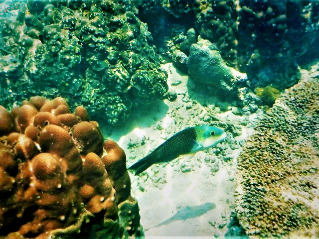 Beneath the Azure: Snorkeling & Marine Life at Koh Tao's Tanote Bay