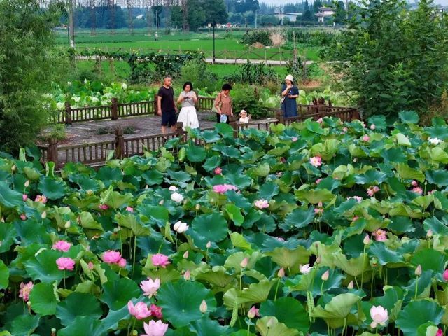 野趣荷塘，白鷺與荷花同框