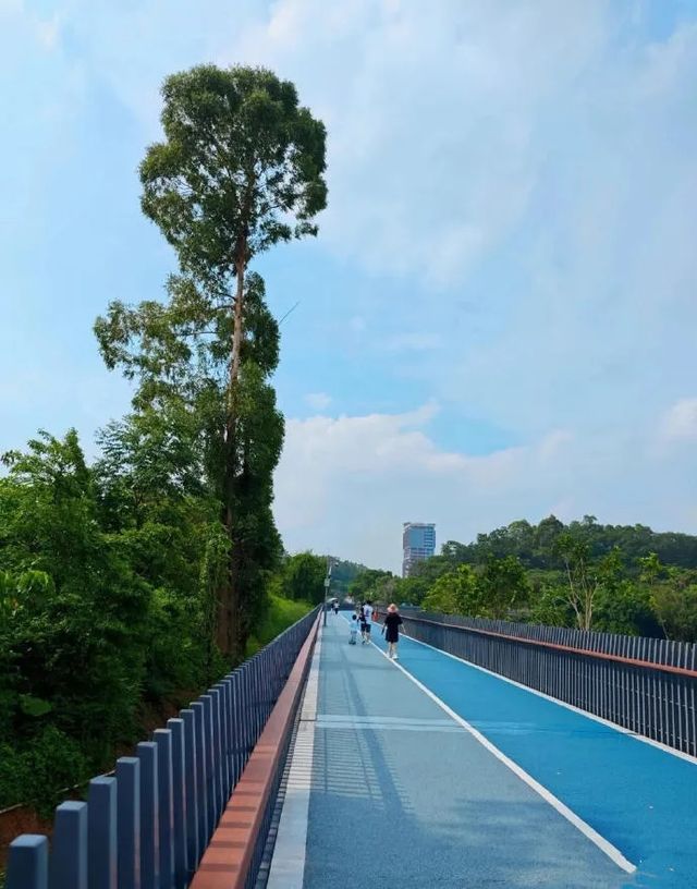 深圳小眾秘境，龍華新開免費環湖綠道！