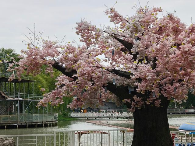 去咗4次阜陽生態樂園，終於玩到明！