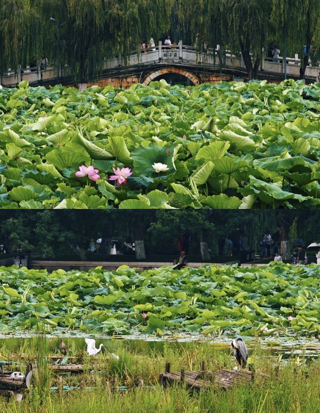 昆明歷史控必打卡！中軸線巡禮帶你穿越千年