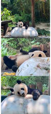 廣州長隆 | 熊貓冰爽夏日全攻略，萌趣又清涼