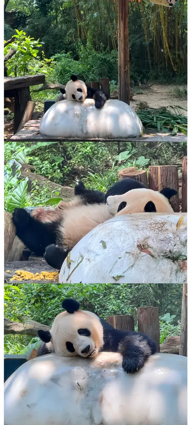 Guangzhou Chimelong | Complete Guide to a Cool Panda Summer, Cute and Refreshing