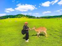 鋪向天際的綠野詩篇 邂逅北疆最溫柔的夏天
