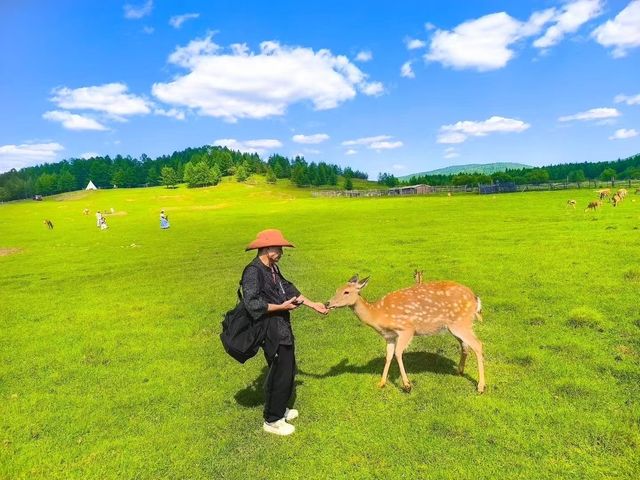 鋪向天際的綠野詩篇 邂逅北疆最溫柔的夏天