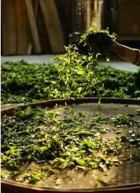 景邁山：隱藏在雲端的土著生活