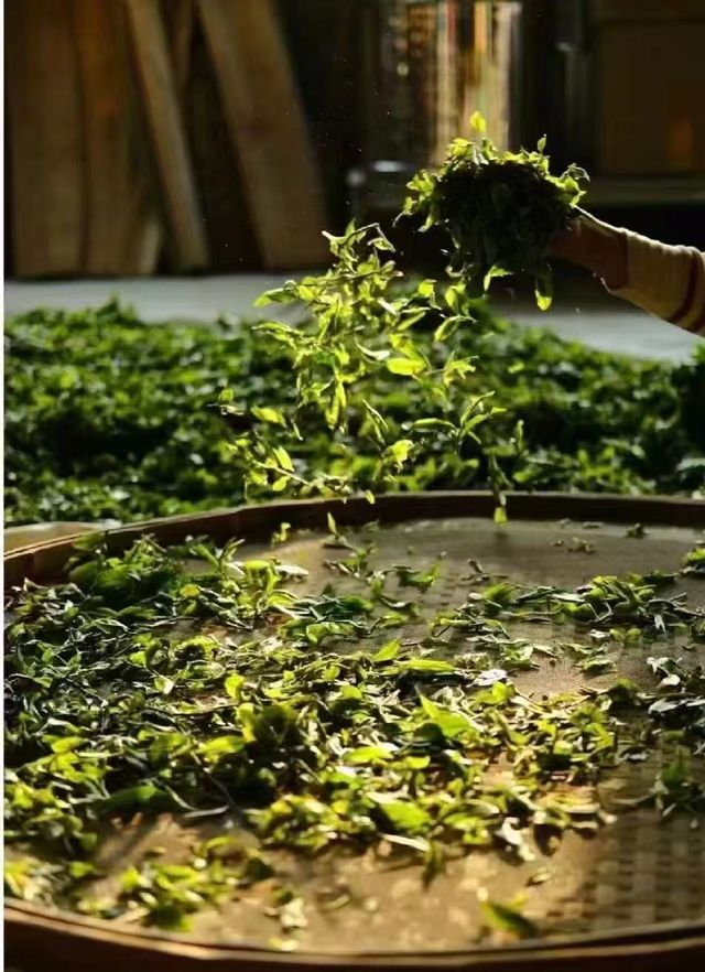 景邁山：隱藏在雲端的土著生活