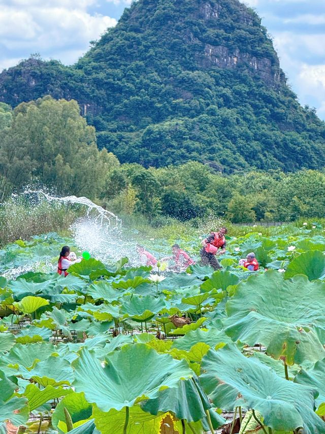 抓住夏天的尾巴，走進普者黑的荷花世界🪷