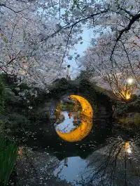 不愧是杭州的next level…夜櫻直接美到封神
