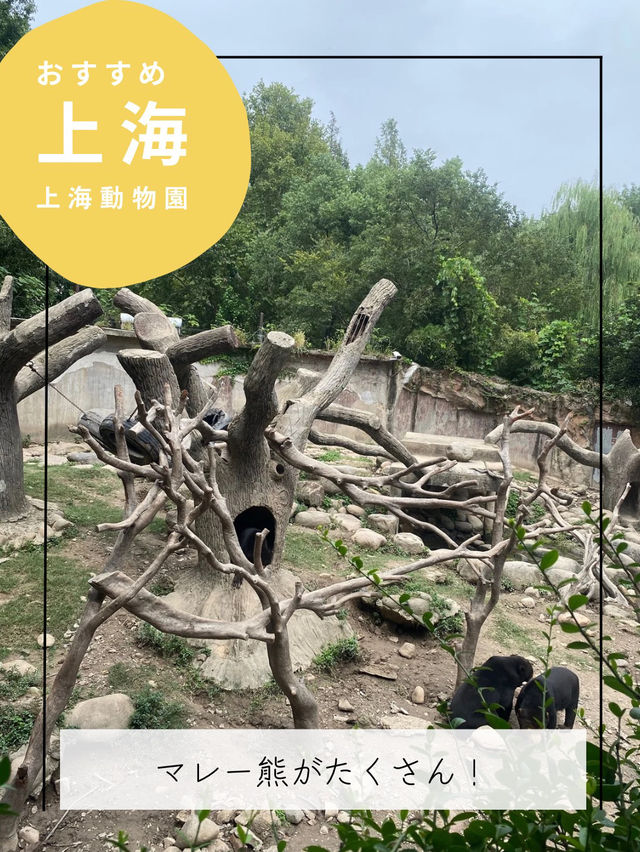 【上海動物園】パンダに会える動物園🐼