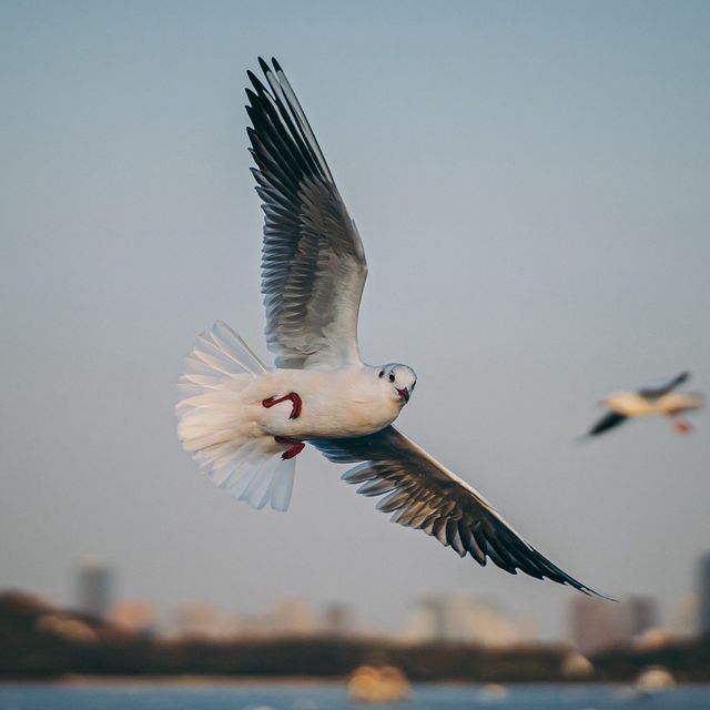 太湖落日觀鳥絕佳地