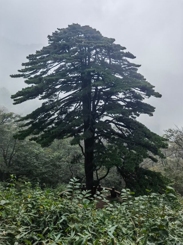 團結松，雨傘松，大王松皆迎客松
