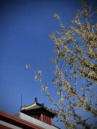 瀋陽故宮紅牆！拍不出的美才是限量版