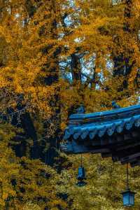 古觀音寺位於陝西省西安市長安區東大街道羅漢洞村，是一座歷史悠久的千年古剎。
歷史淵源
古觀音寺始建於