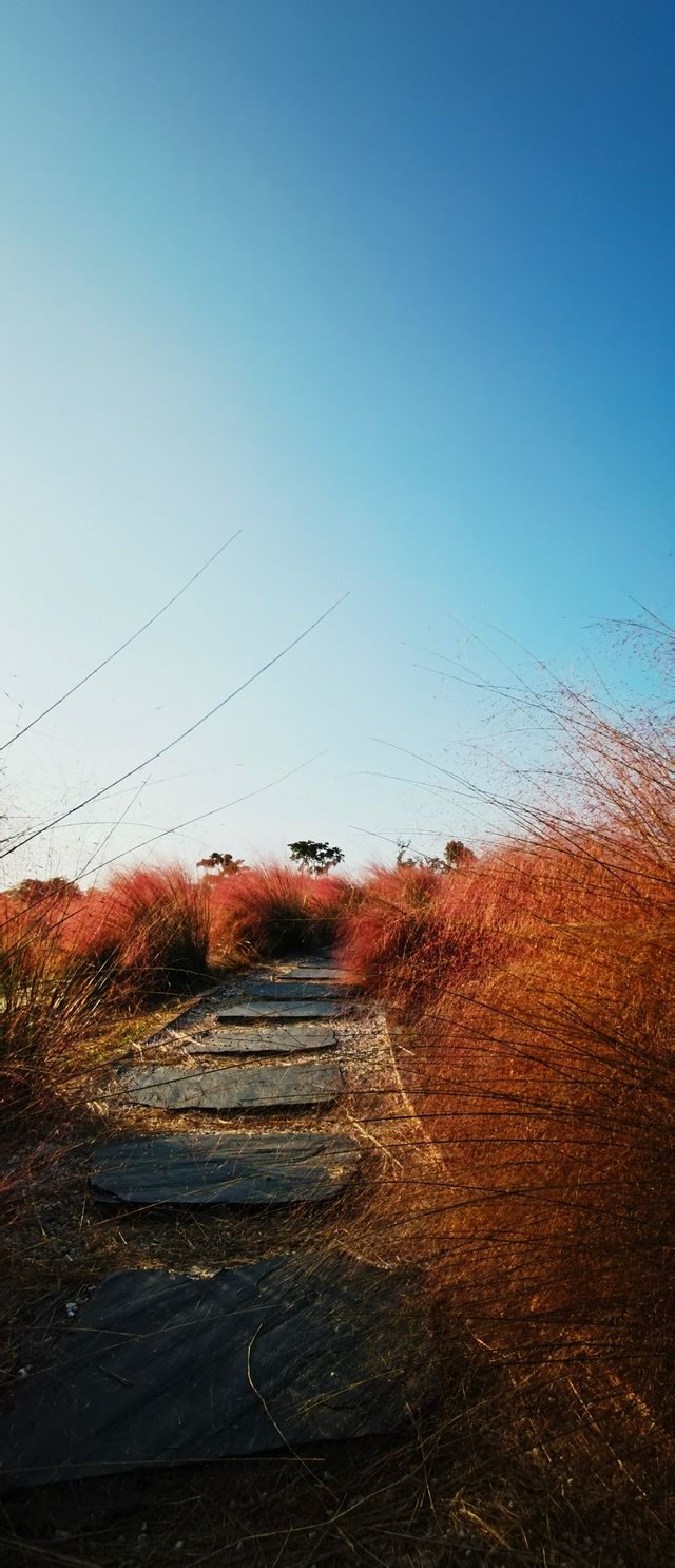 這片粉紅色的海洋，再不去就明年見了