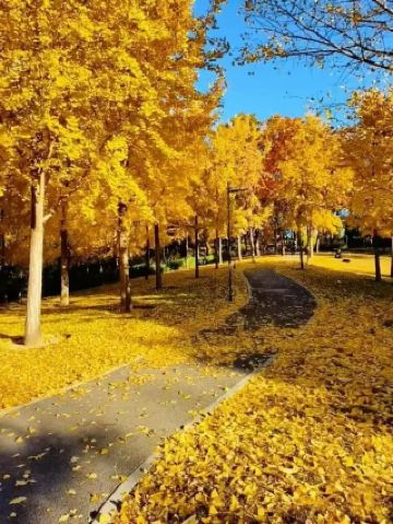 เดินเล่นไปตามเส้นทางฤดูใบไม้ร่วงอันน่าทึ่ง