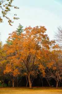 洛陽秋天所有的顏色都藏在隋唐植物園裡