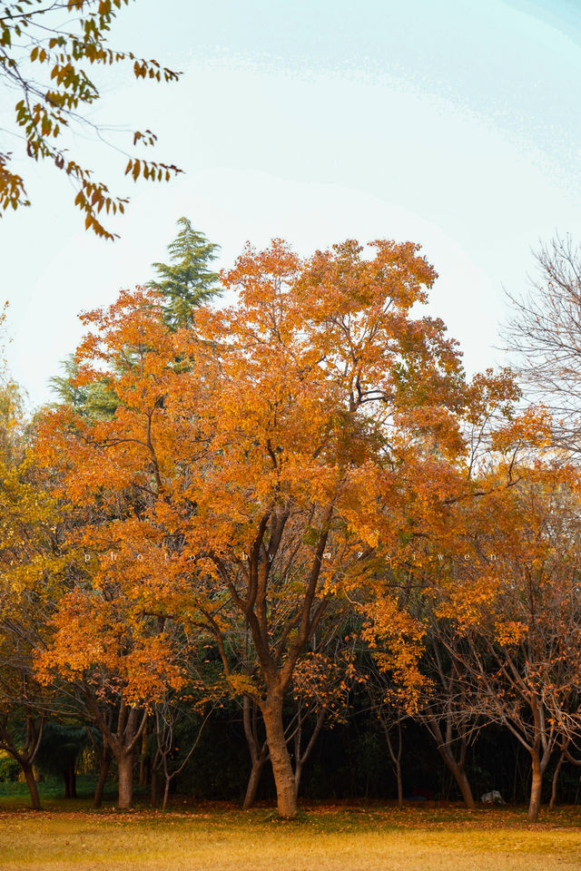 洛陽秋天所有的顏色都藏在隋唐植物園裡