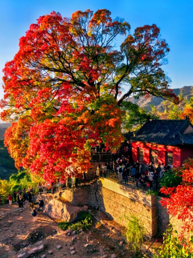 免費打卡崂山神清宮!千年底蘊+秋日紅葉頂流 免費打卡崂山神清宮!千年底蘊+秋日紅葉頂流