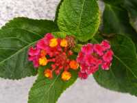 花開四季·絢麗五彩|馬纓丹