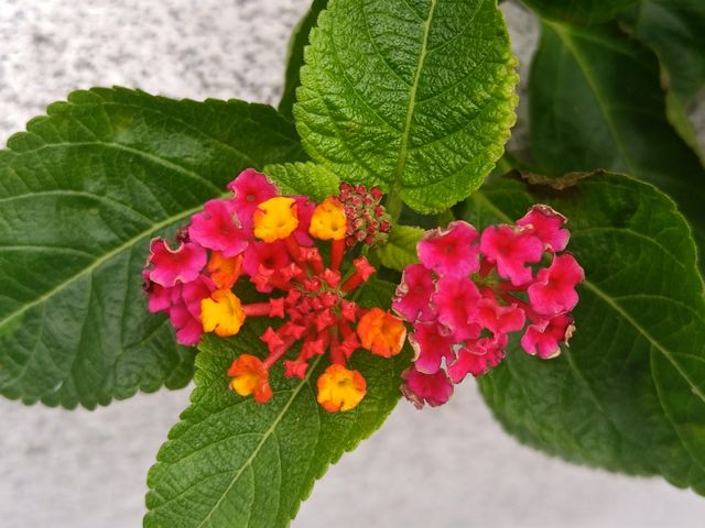 花開四季·絢麗五彩|馬纓丹 花開四季·絢麗五彩|馬纓丹