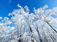 冬日霧淞奇遇記