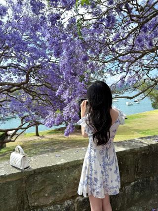 Sydney's Purple Romance I am absolutely mesmerized by this sea of jacaranda flowers!