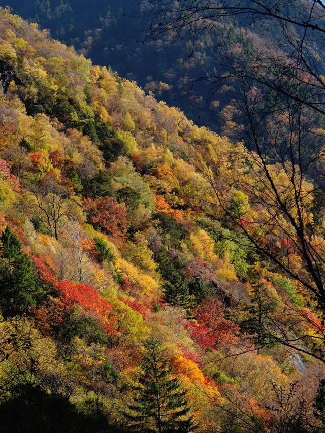 驚艷！川西小九寨松坪溝的秋色絕了一日打卡攻略