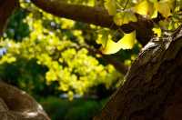 深秋「好色」去上海植物園