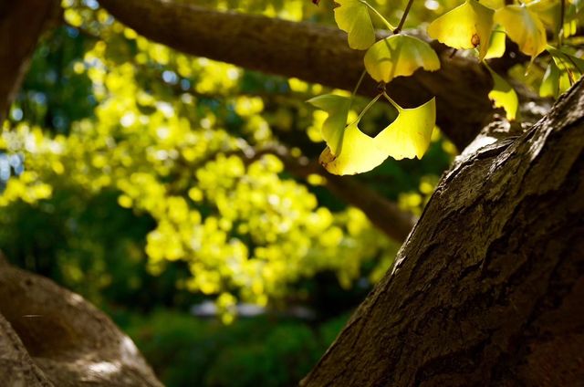 深秋「好色」去上海植物園 深秋「好色」去上海植物園