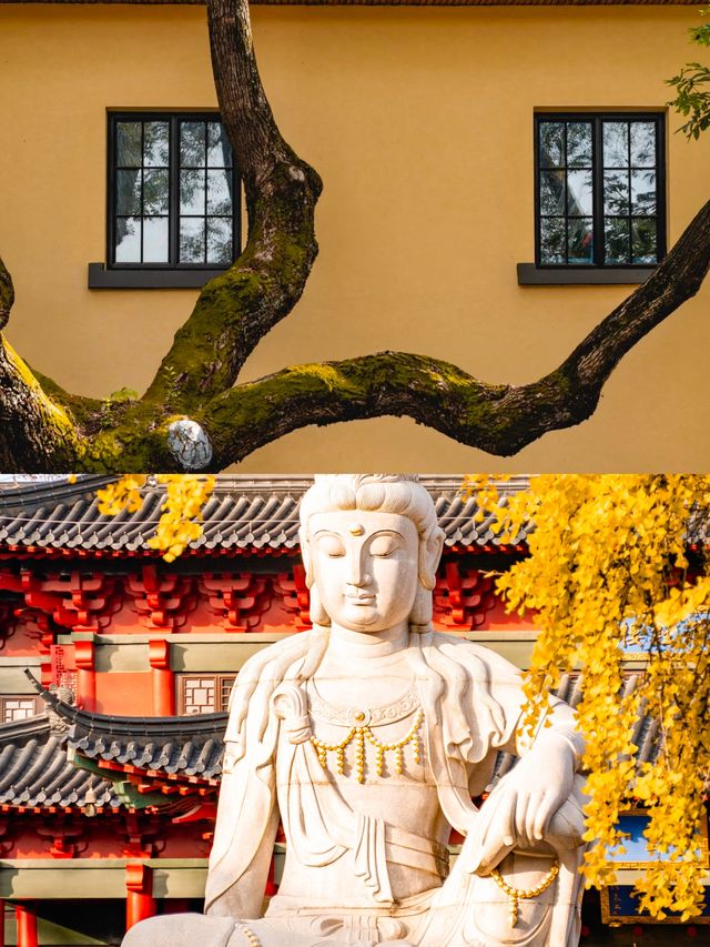 11月衝南京賞秋！18個寶藏機位+避坑指南，美到窒息
