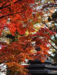 關東絕景!高尾山紅葉狩全攻略錯過再等一年
