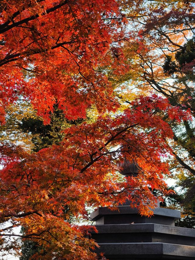 關東絕景!高尾山紅葉狩全攻略錯過再等一年 關東絕景!高尾山紅葉狩全攻略錯過再等一年