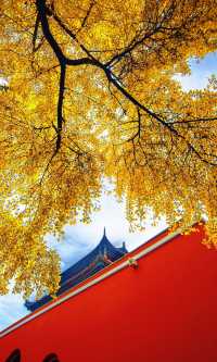 南京必打卡！紅牆銀杏出片神地，比故宮人少好看！