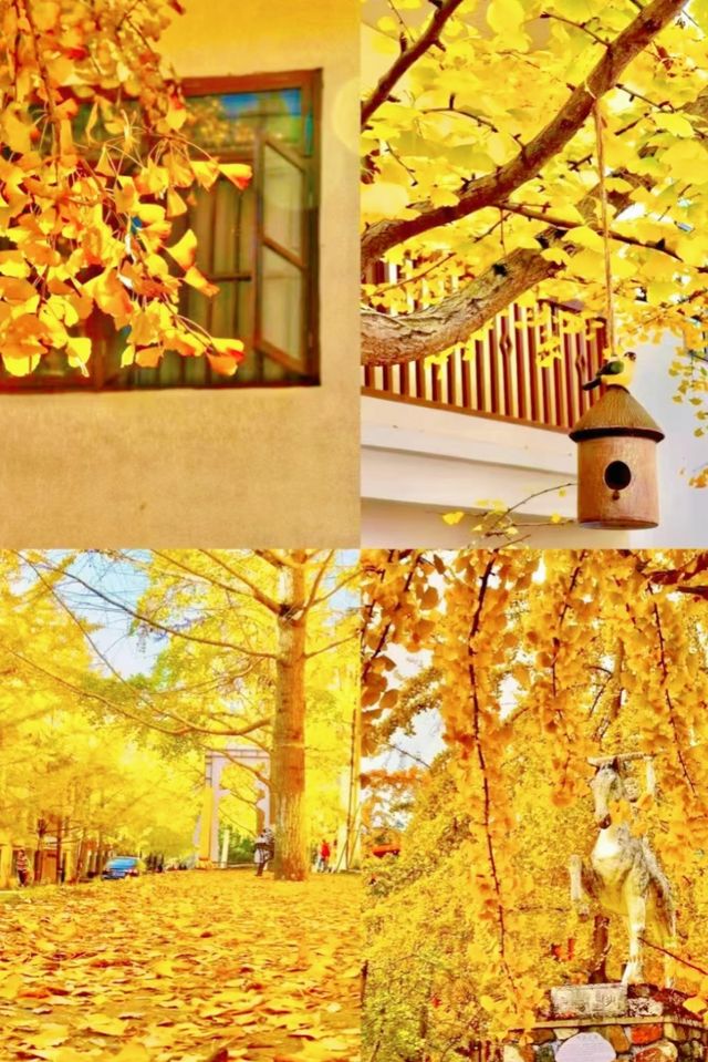 廣東秋日限定深秋必去南雄秘境