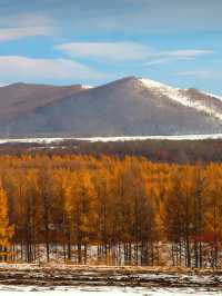 闖入大興安嶺的秋日童話|被金色白樺林治癒的一天