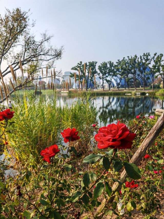 魔都植物園必看攻略櫻花季省時省力玩法