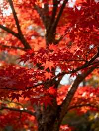 霜染鍋盔楓似火，暖居枕葉醉秋光