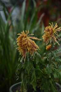 重慶璧山佛蔭寺｜銀杏金黃時的靜謐禪意