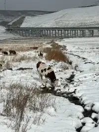 不是北歐，勝似北歐！雪後樺皮嶺