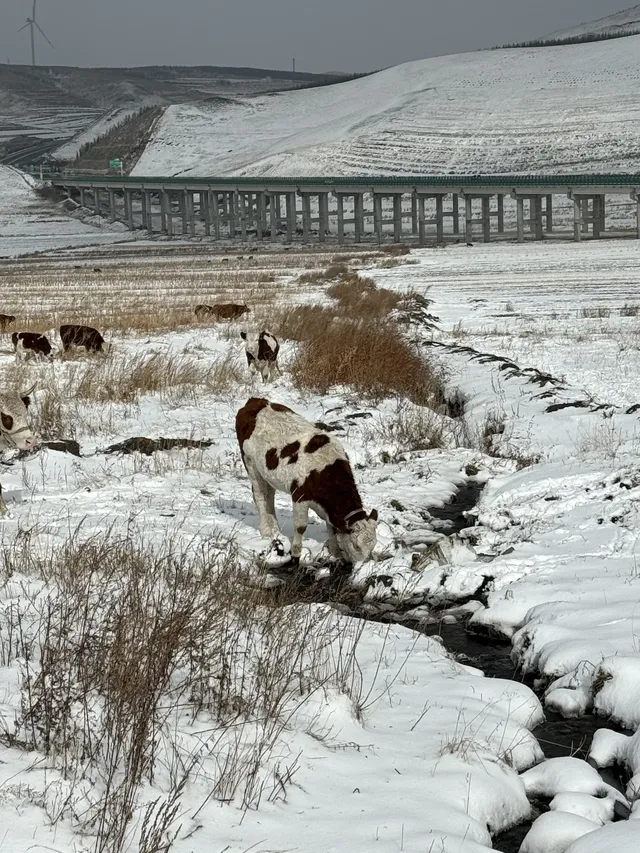 不是北歐，勝似北歐！雪後樺皮嶺