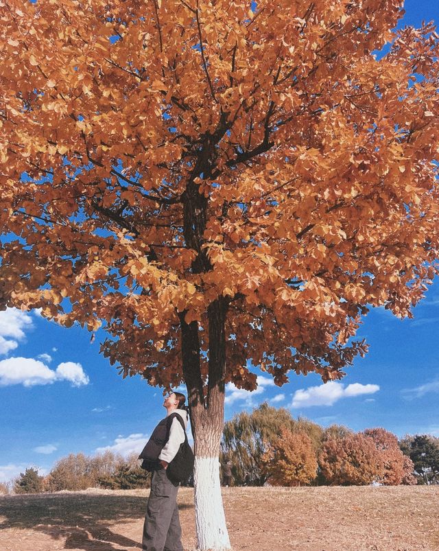 瀋陽出差偶遇的溫柔，藏在豪澤與莫子山的秋裡